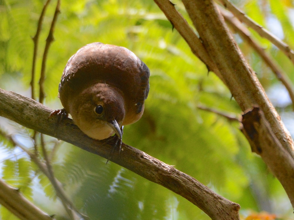 Grenada Wren - Alan Van Norman