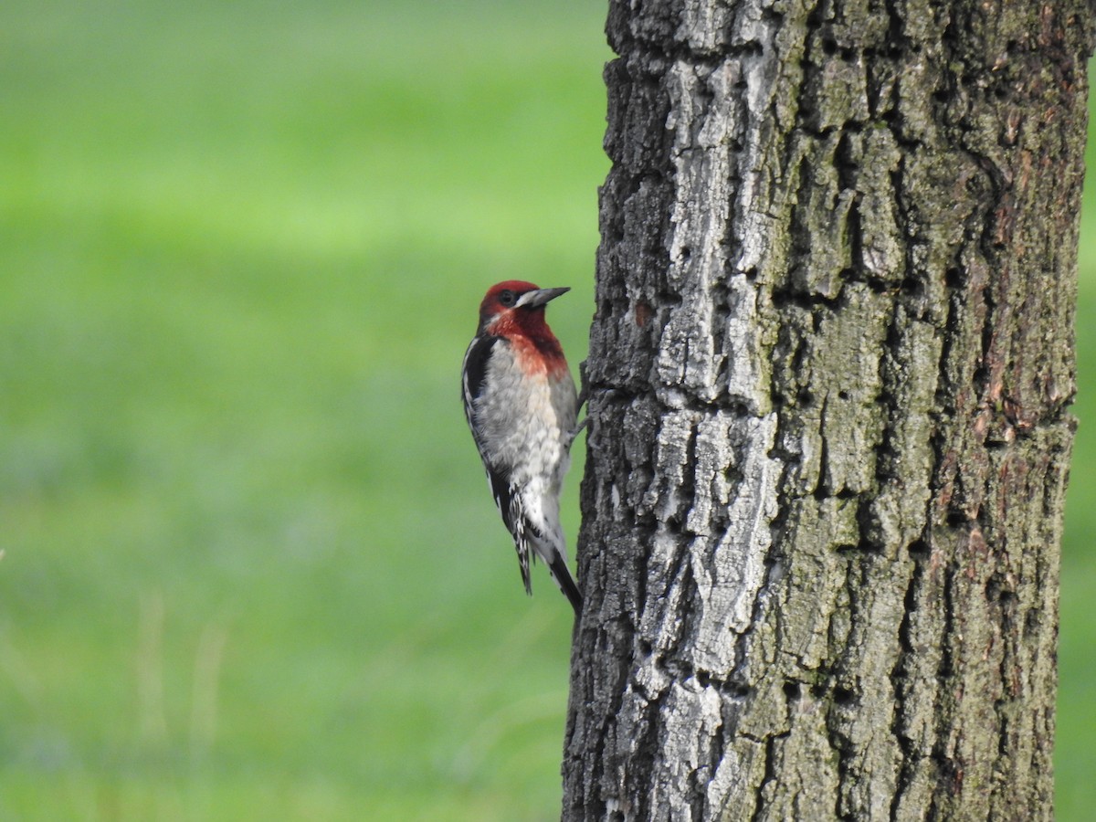 Red-breasted Sapsucker - ML38541071