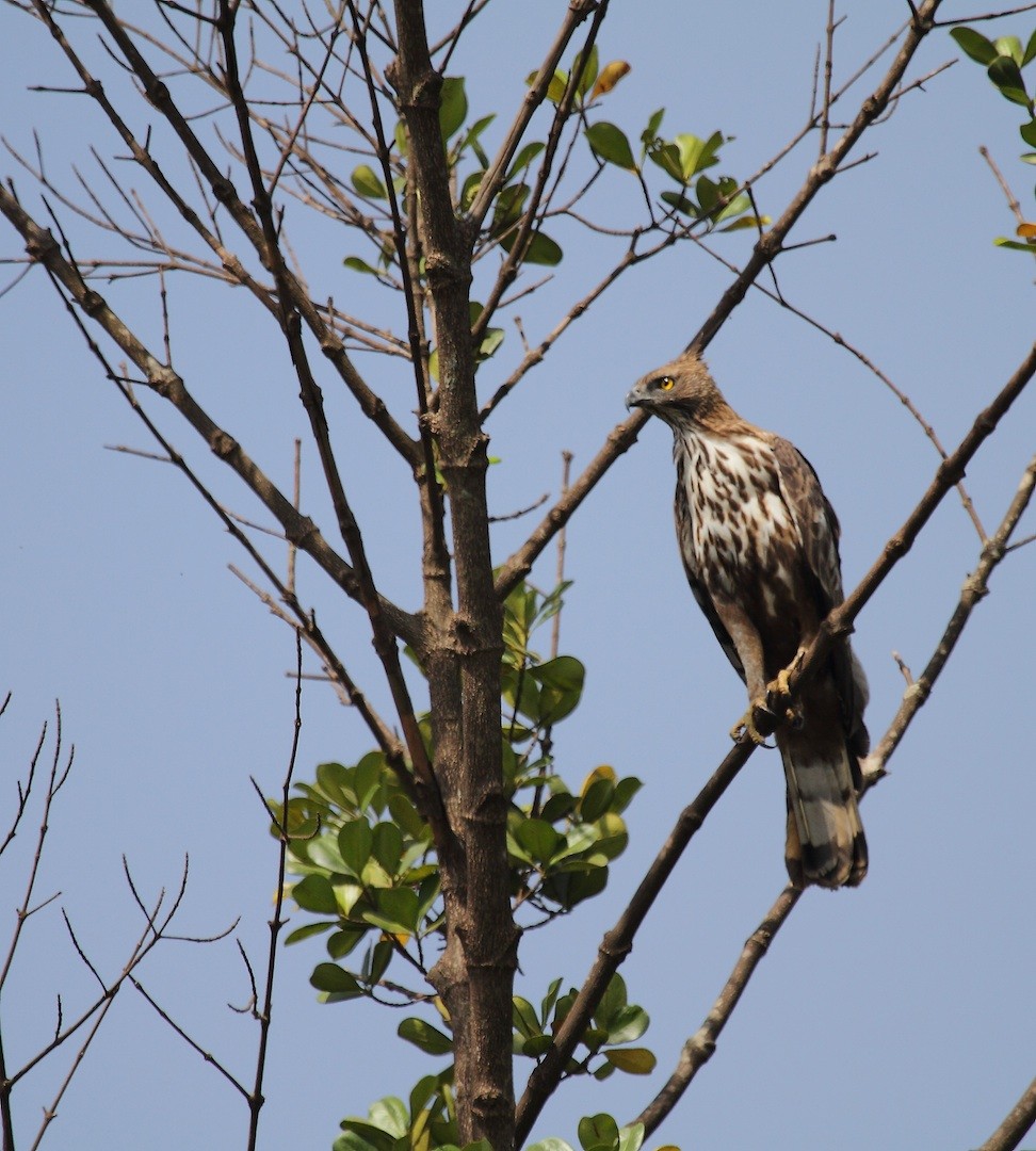 Changeable Hawk-Eagle (Crested) - ML385412951