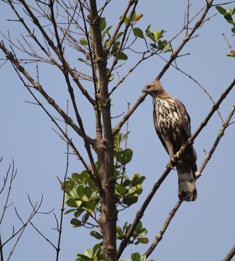 Indienhaubenadler (cirrhatus/ceylanensis) - ML385412951