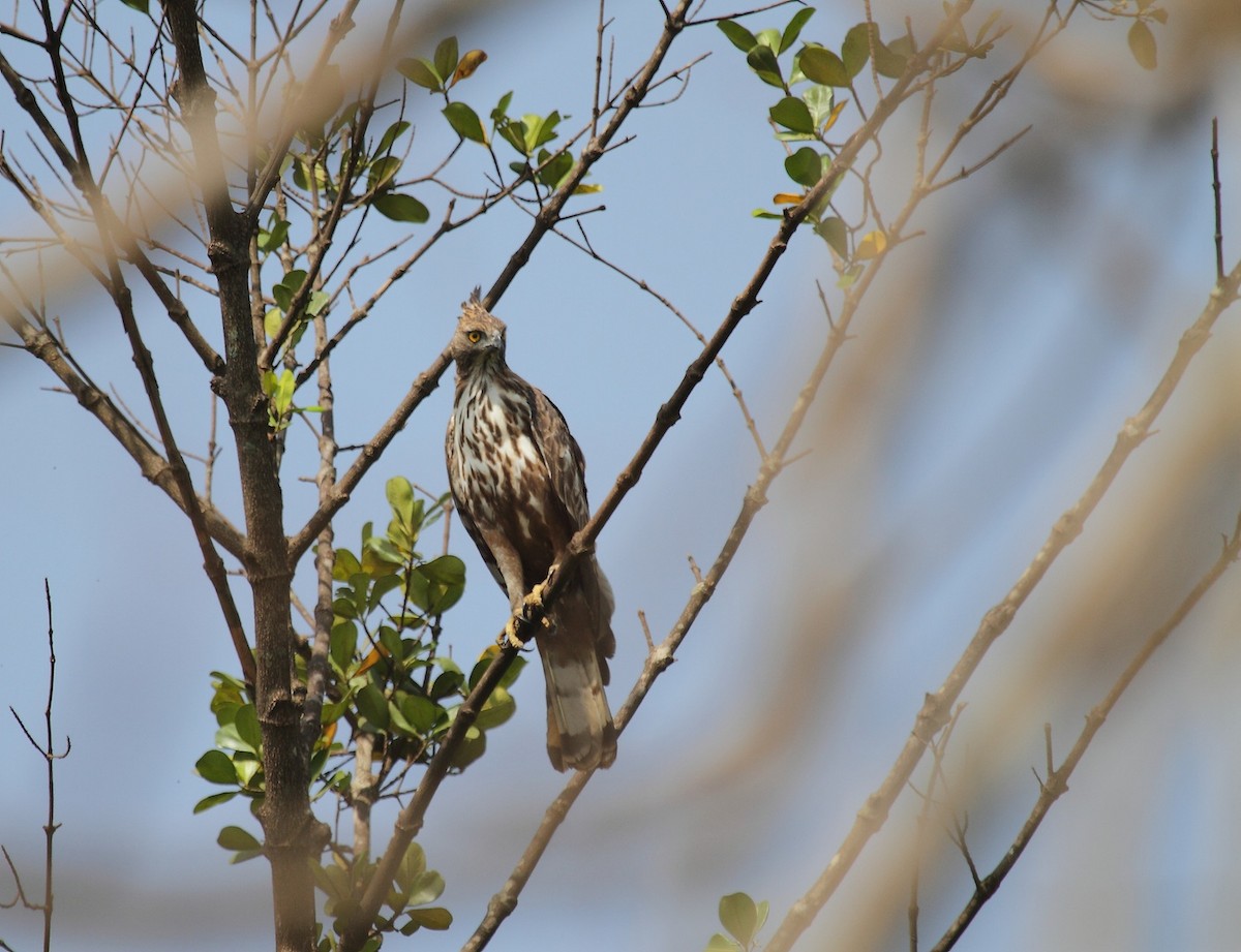 Changeable Hawk-Eagle (Crested) - ML385412961
