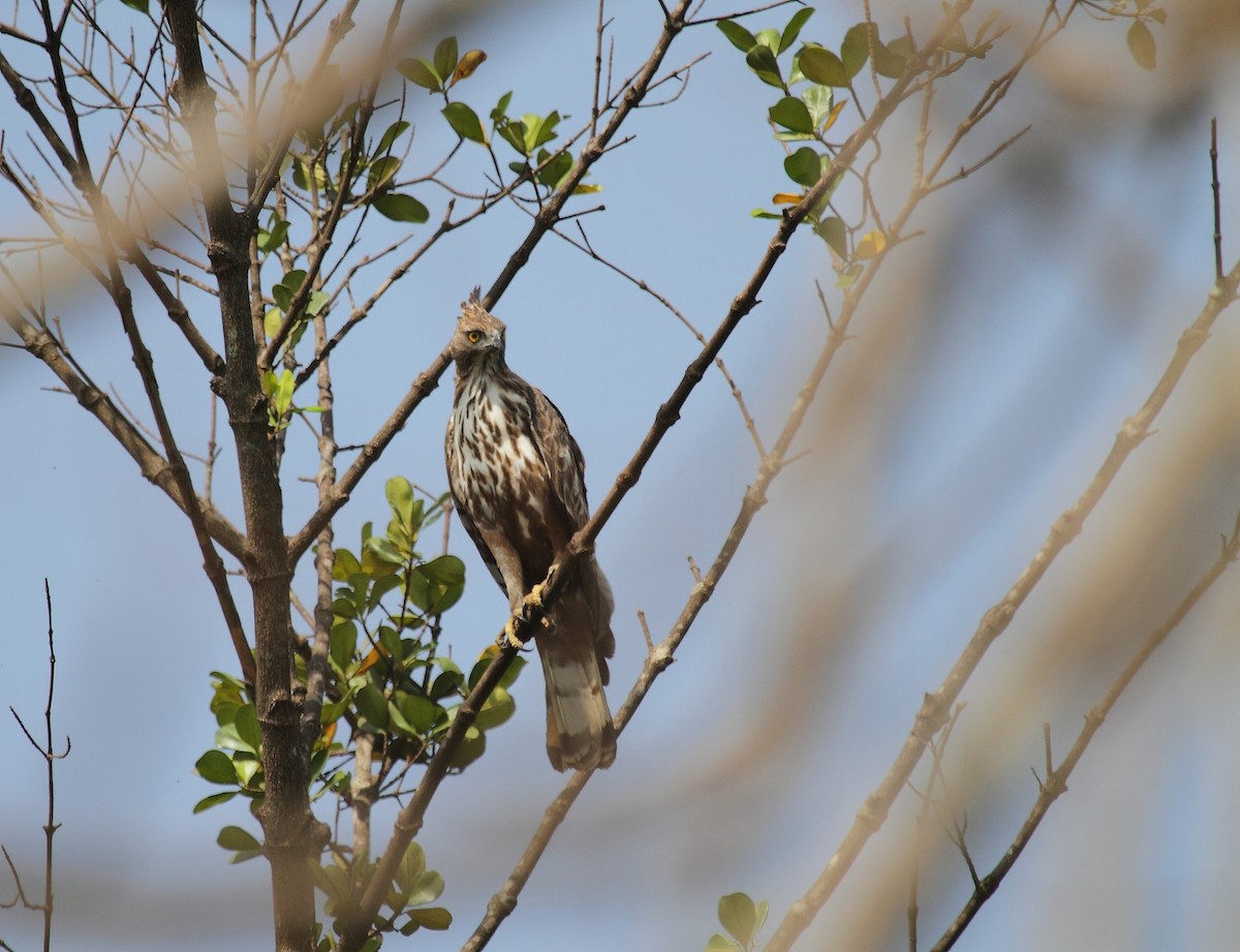 Indienhaubenadler (cirrhatus/ceylanensis) - ML385412961