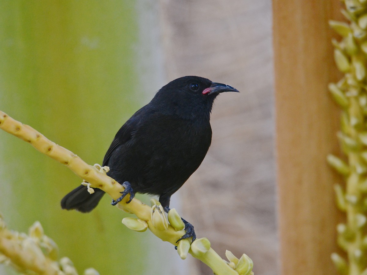 Bananaquit - Alan Van Norman