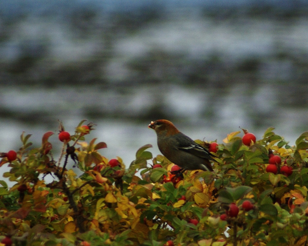 Pine Grosbeak - Rick Beaudon