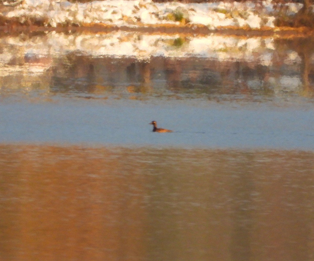White-winged Scoter - ML385416821