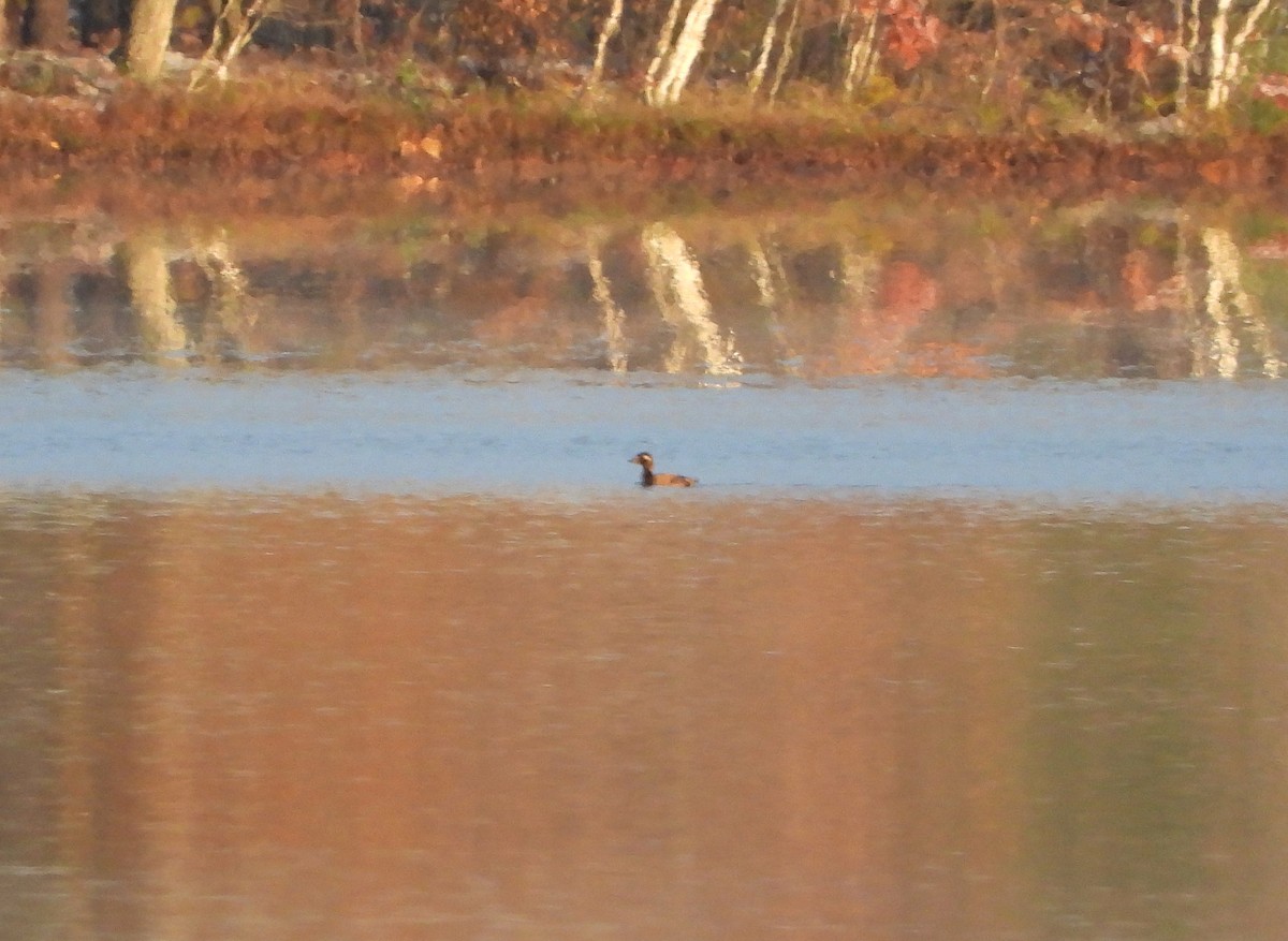 White-winged Scoter - ML385416841