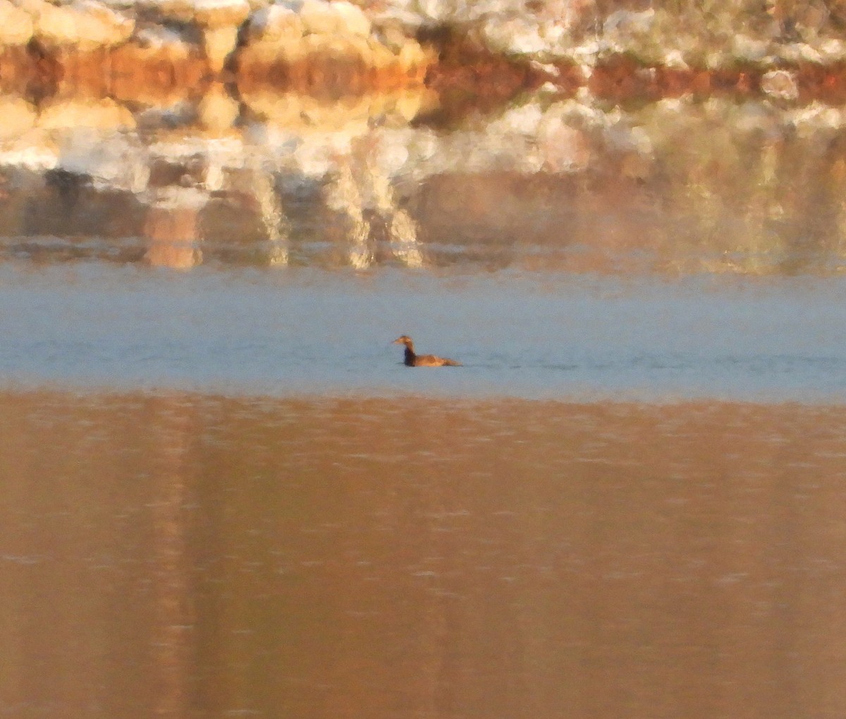 White-winged Scoter - ML385416851