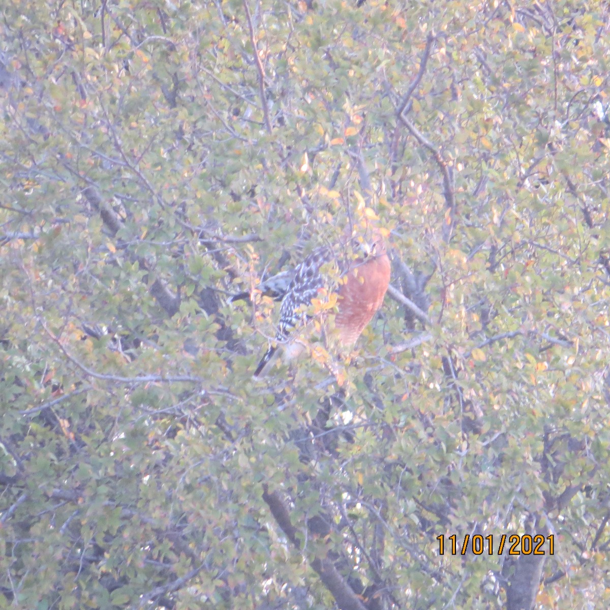 Red-shouldered Hawk - ML385417101