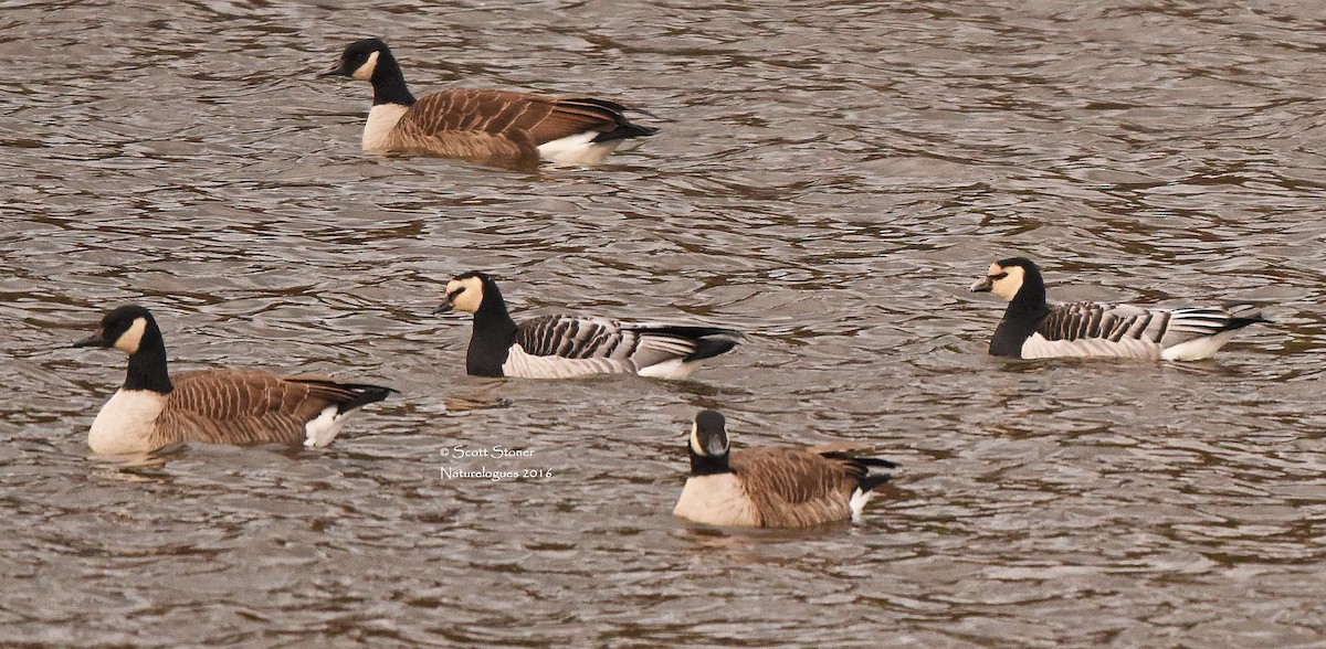 Barnacle Goose - ML38541771