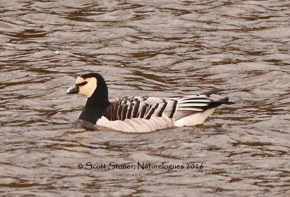 Barnacle Goose - ML38541811