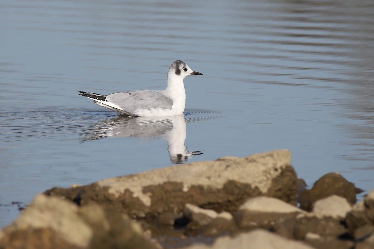 Bonaparte's Gull - Robin Janson