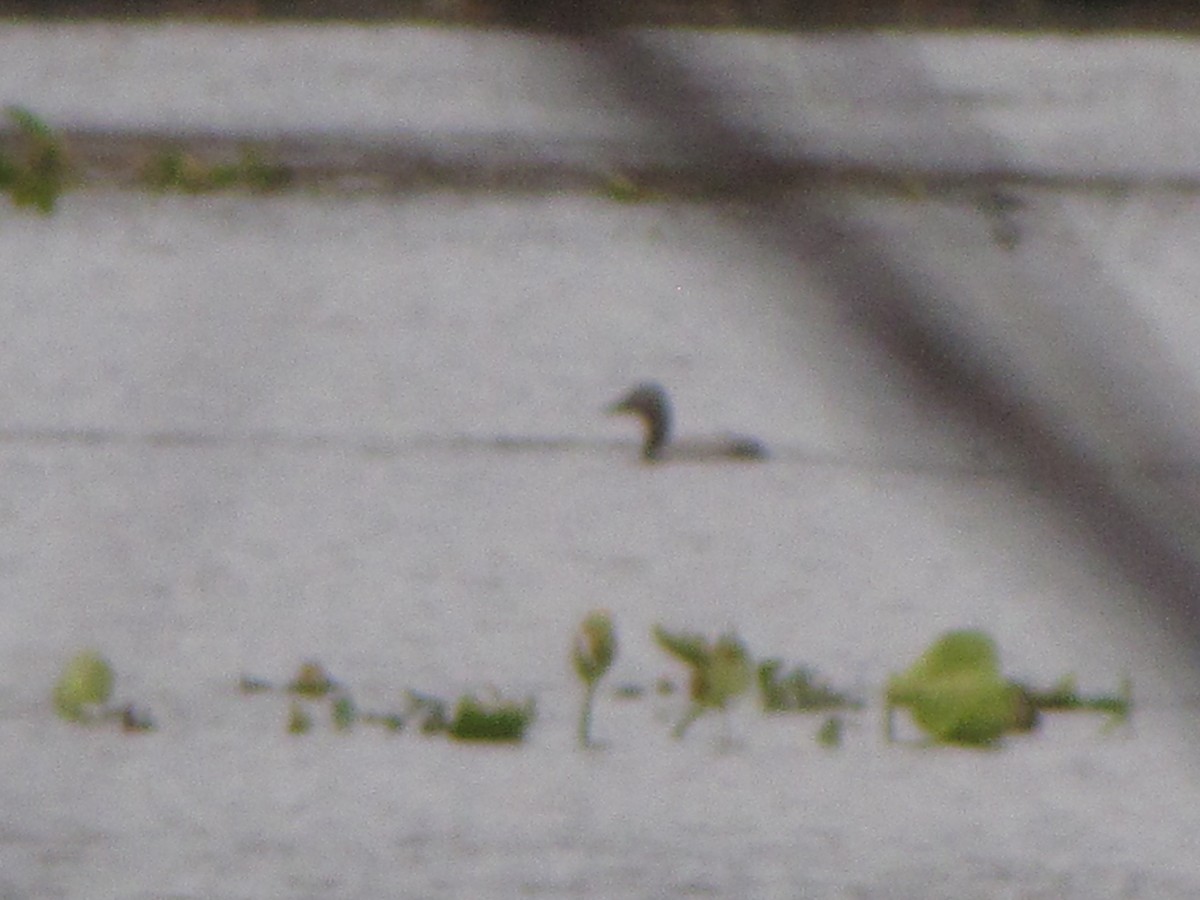 Canvasback - ML38541951