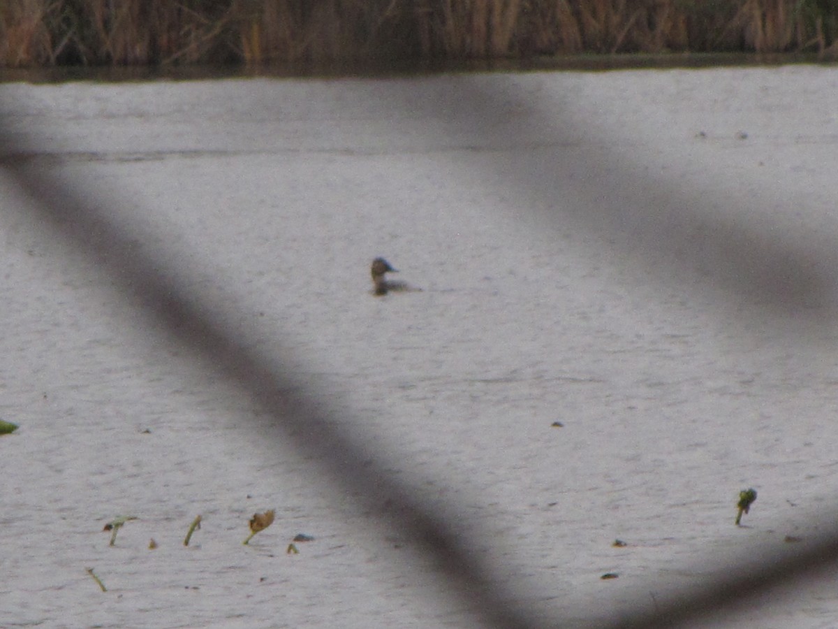 Canvasback - Duck Wizard