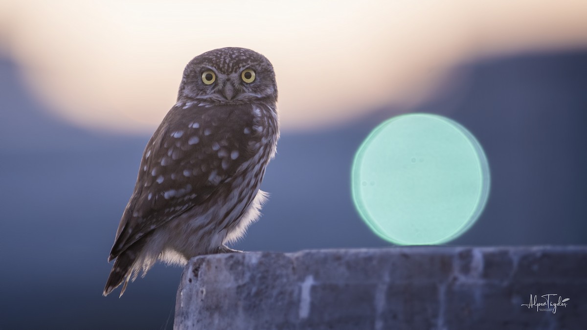 Little Owl - ML385422001