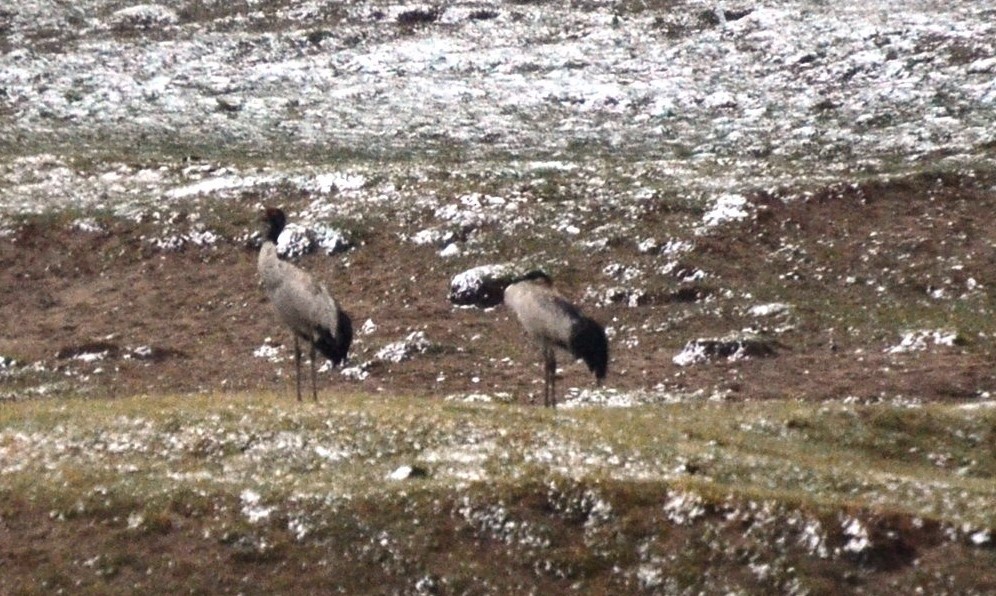 Black-necked Crane - ML385422651