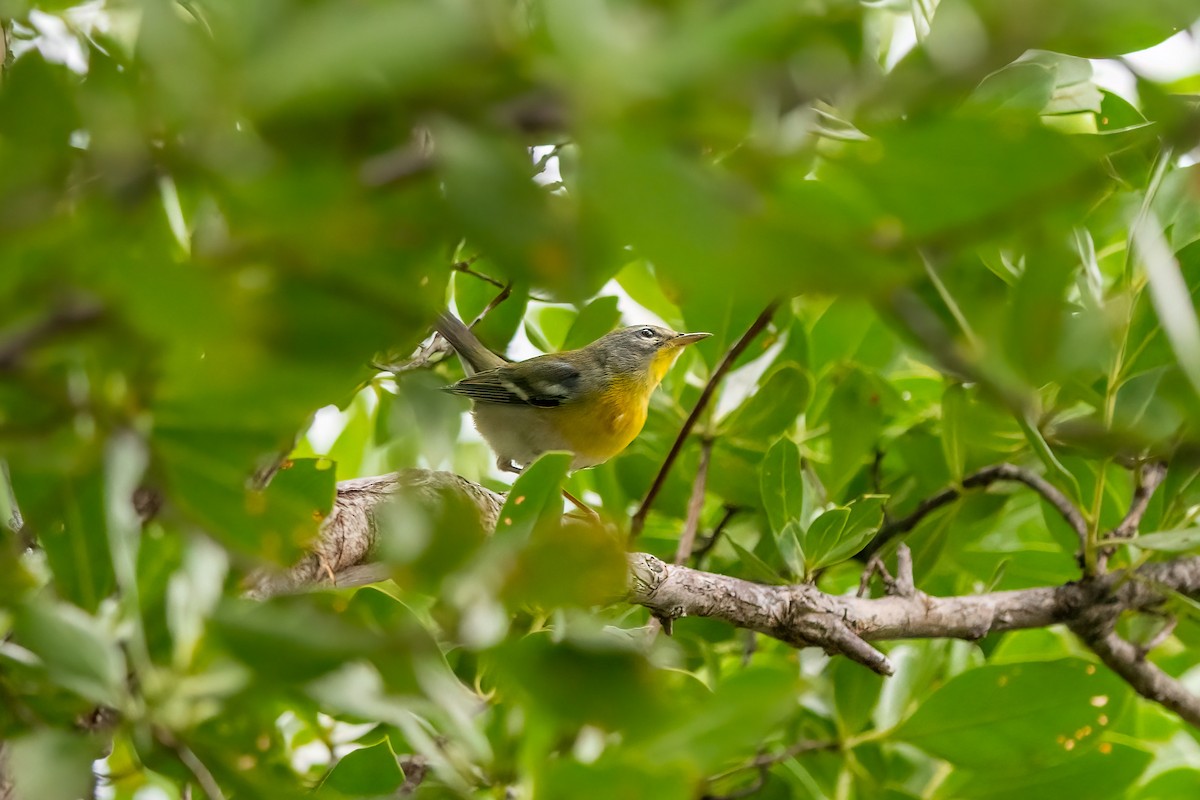 Northern Parula - ML385422721