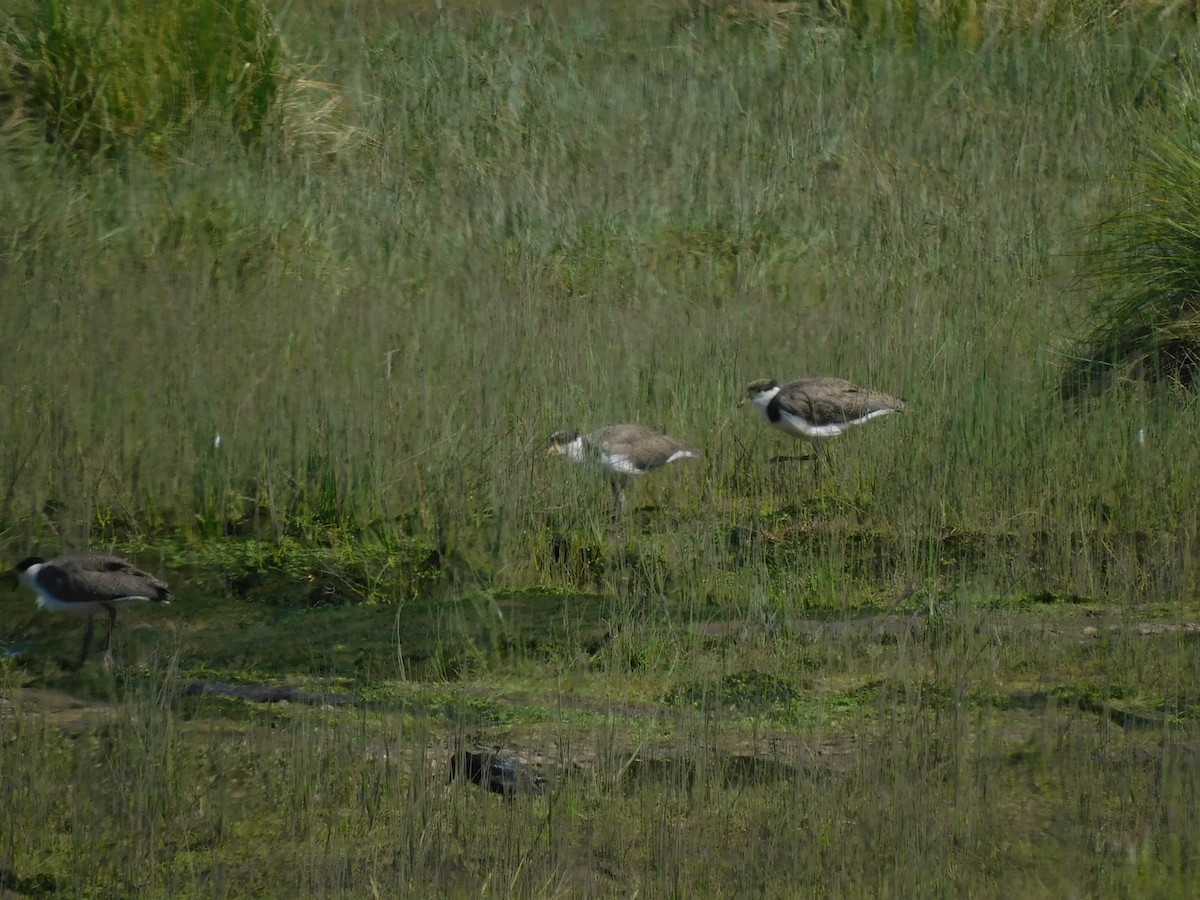 Maskenkiebitz - ML385422791