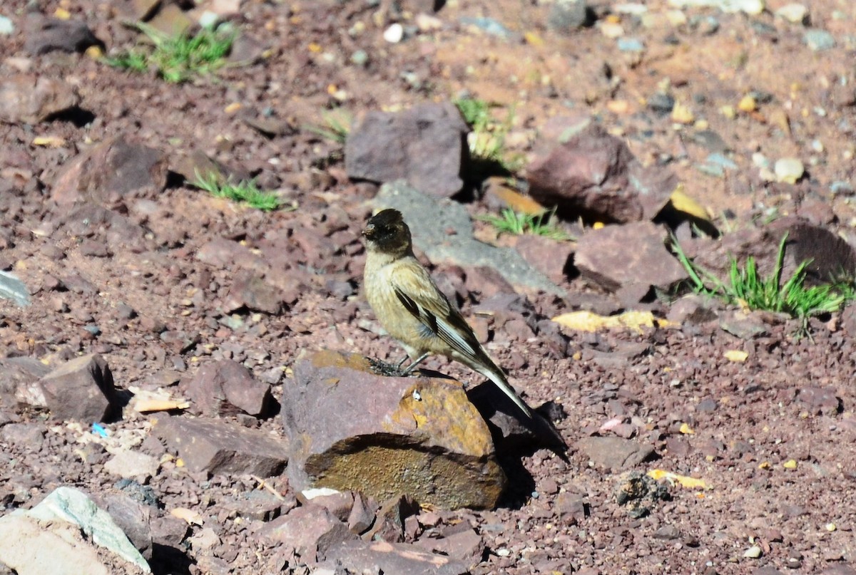 Black-headed Mountain Finch - ML385422861