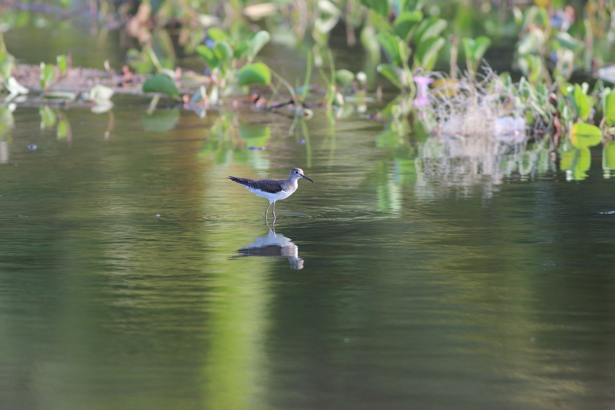 Solitary Sandpiper - Yaudimar Bermúdez