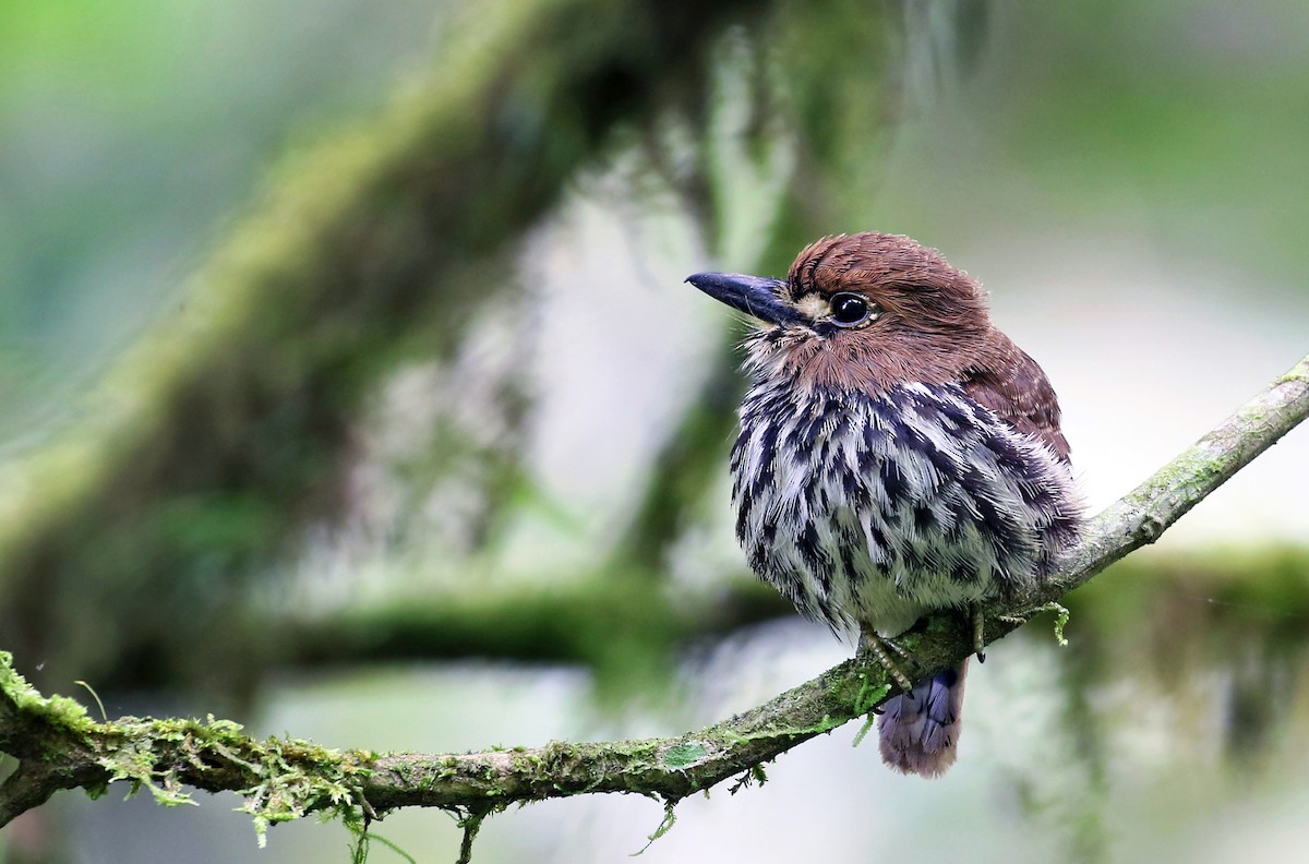 Lanceolated Monklet - ML38542421