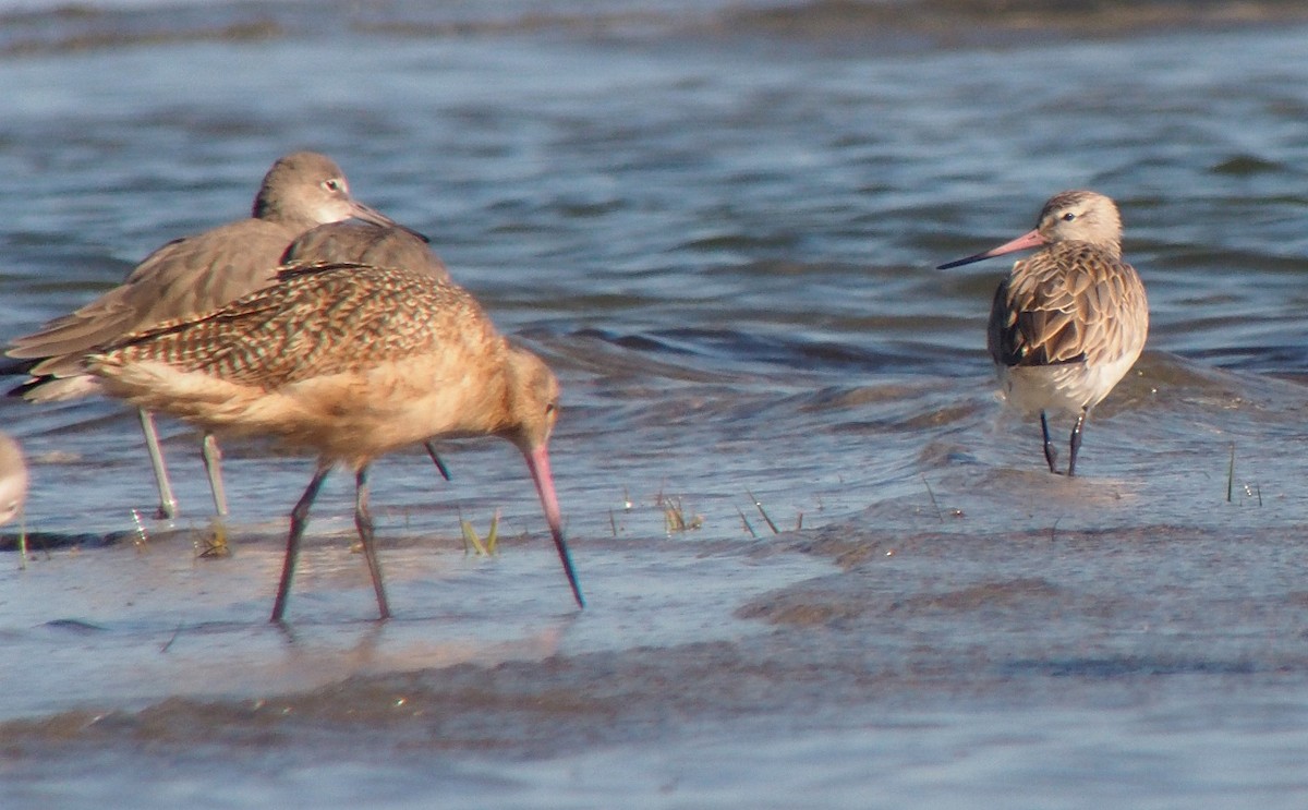 Bar-tailed Godwit (European) - ML38542741