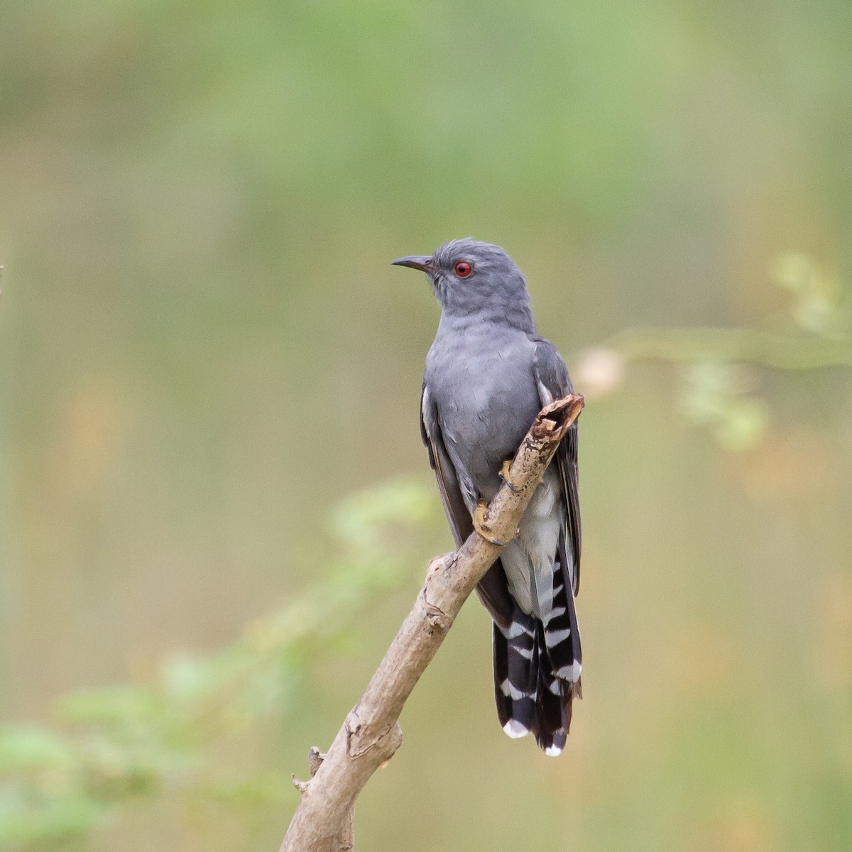 Gray-bellied Cuckoo - ML385429321