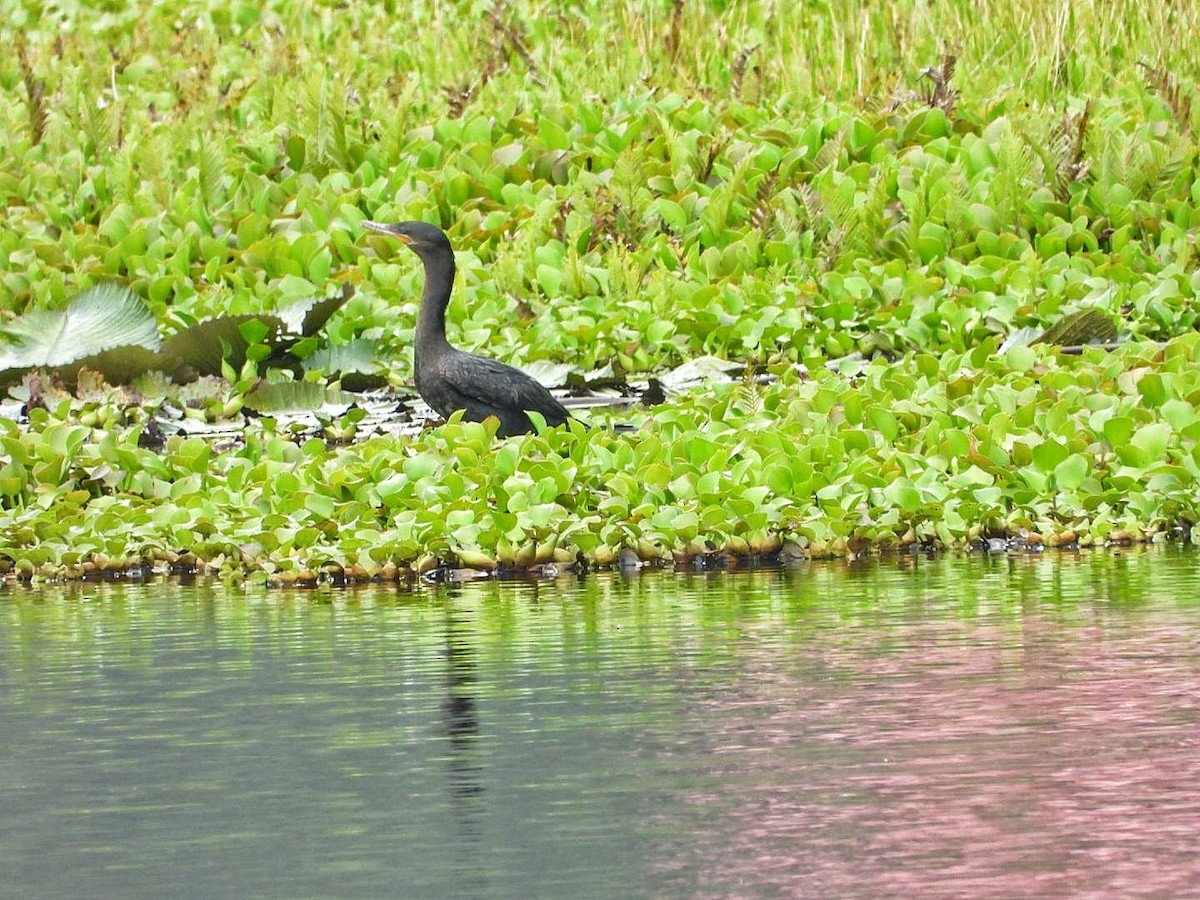 Cormoran vigua - ML385429441