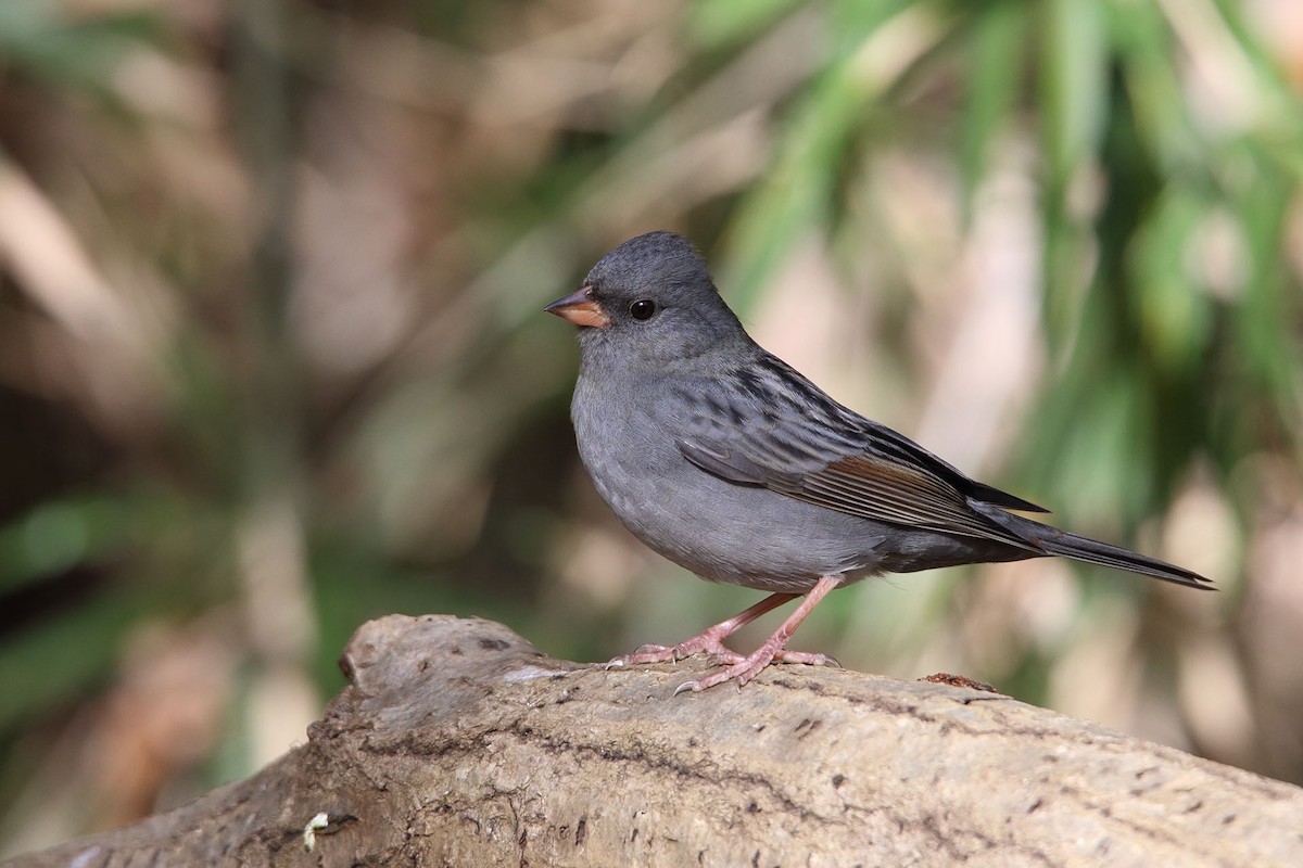 Gray Bunting - Saku Saku