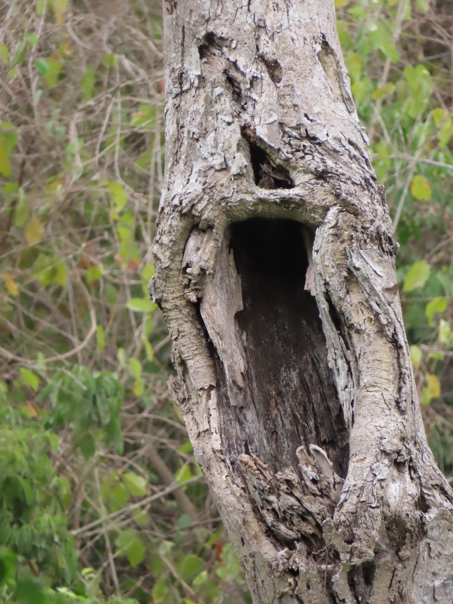 Spectacled Owl - ML385433351