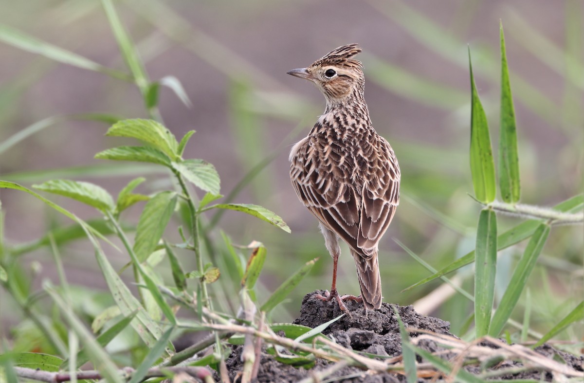 Oriental Skylark - Robert Hutchinson