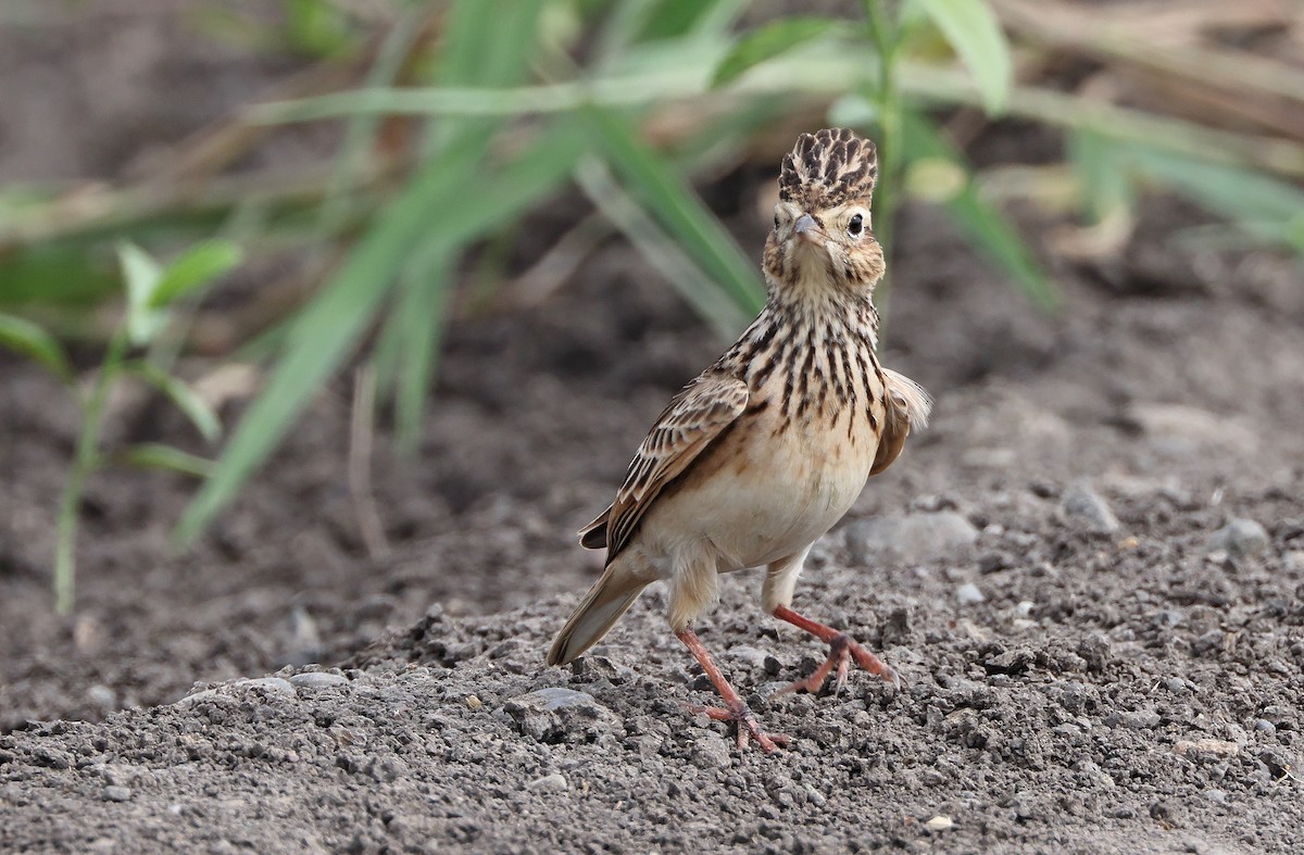 Oriental Skylark - Robert Hutchinson