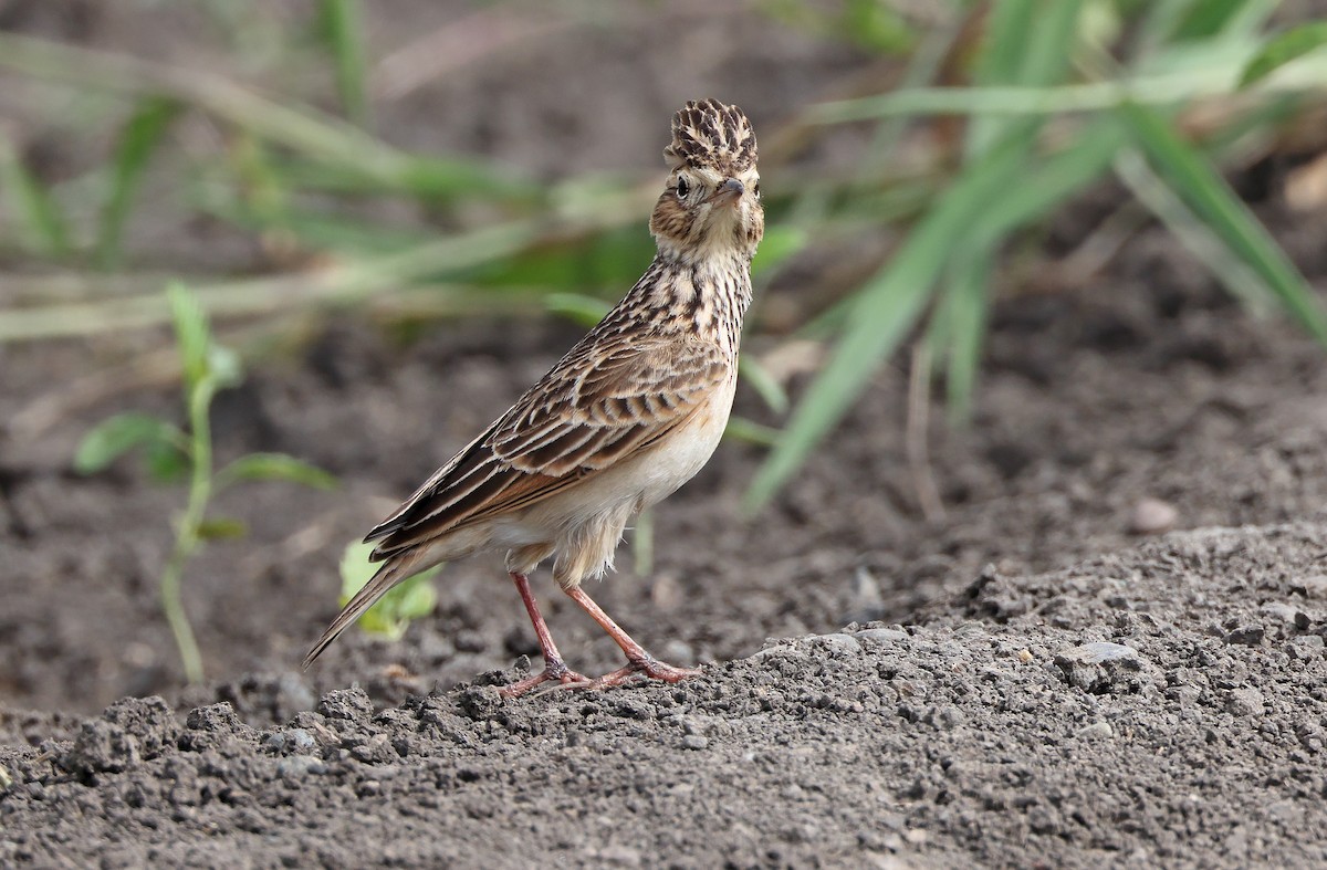 Oriental Skylark - ML385437461