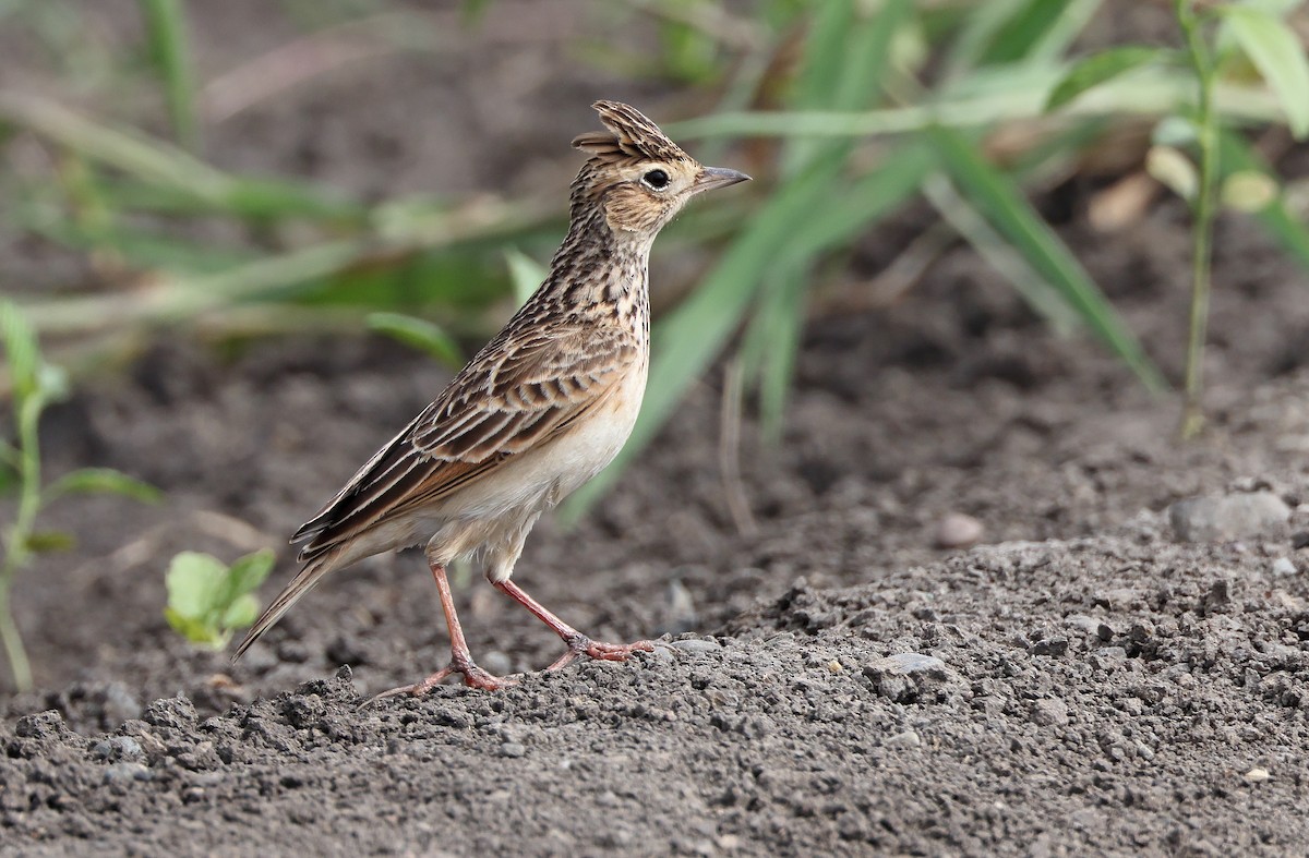 Oriental Skylark - ML385437471