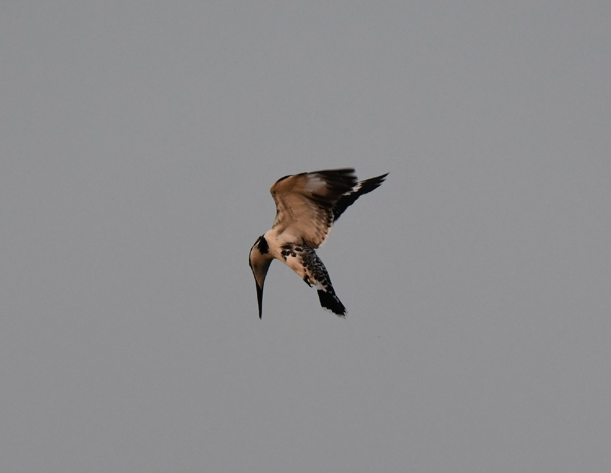 Pied Kingfisher - ML385437771