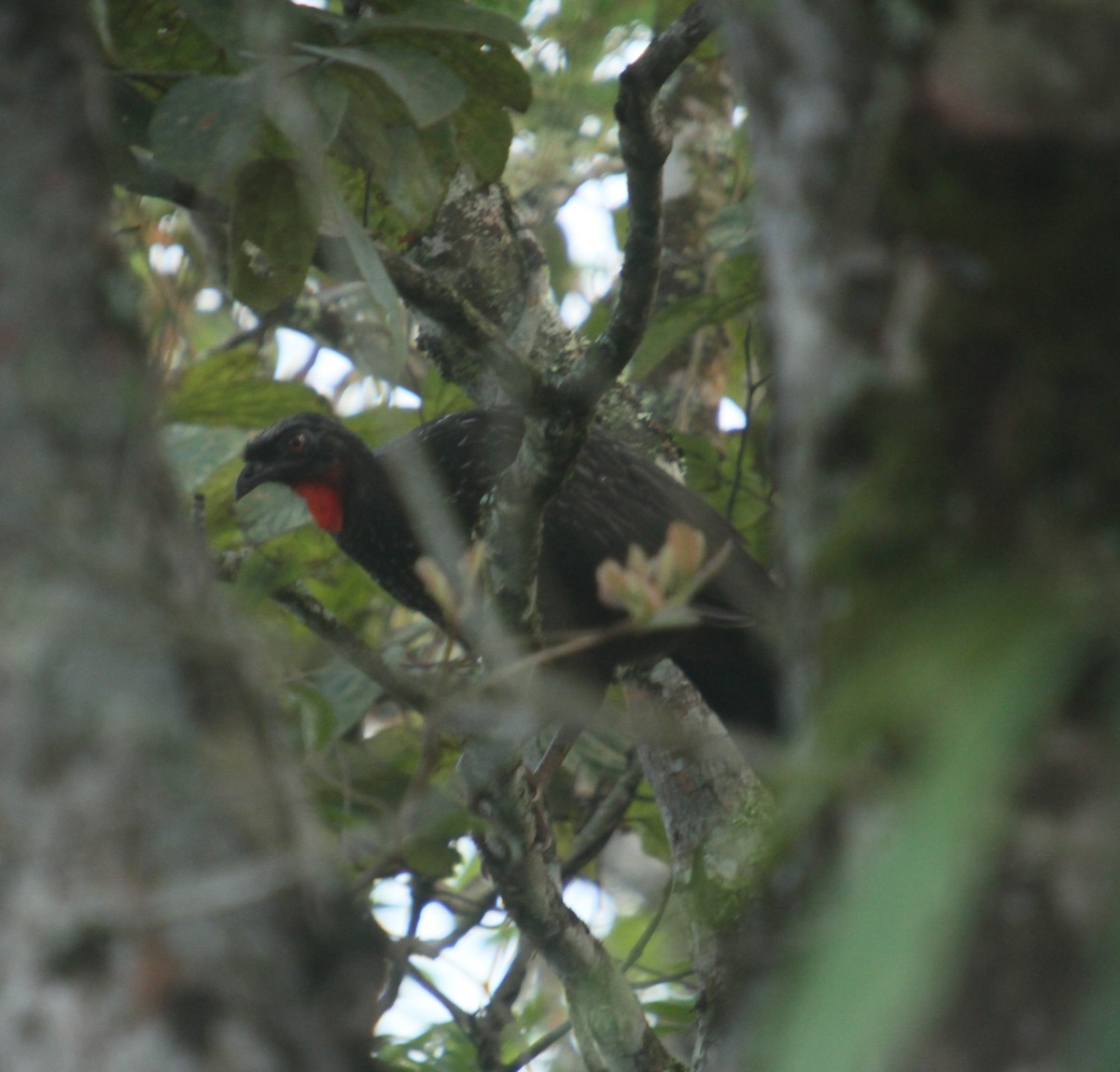 Dusky-legged Guan - ML385438371