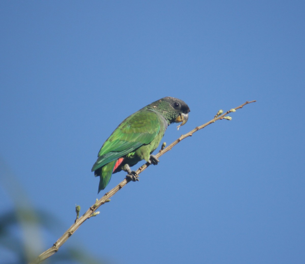 Scaly-headed Parrot - ML385438441