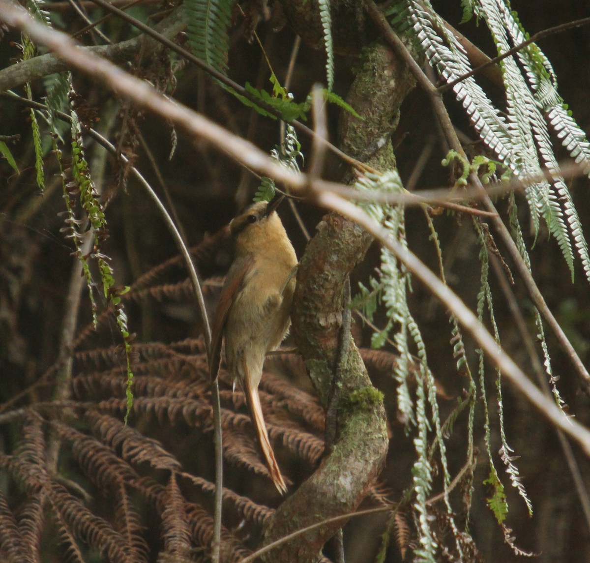 Buff-fronted Foliage-gleaner - ML385438461