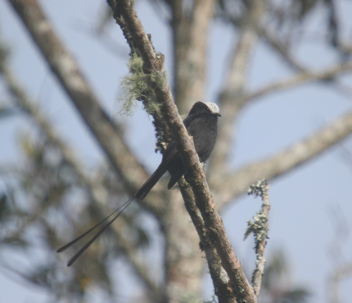 Long-tailed Tyrant - ML385438481