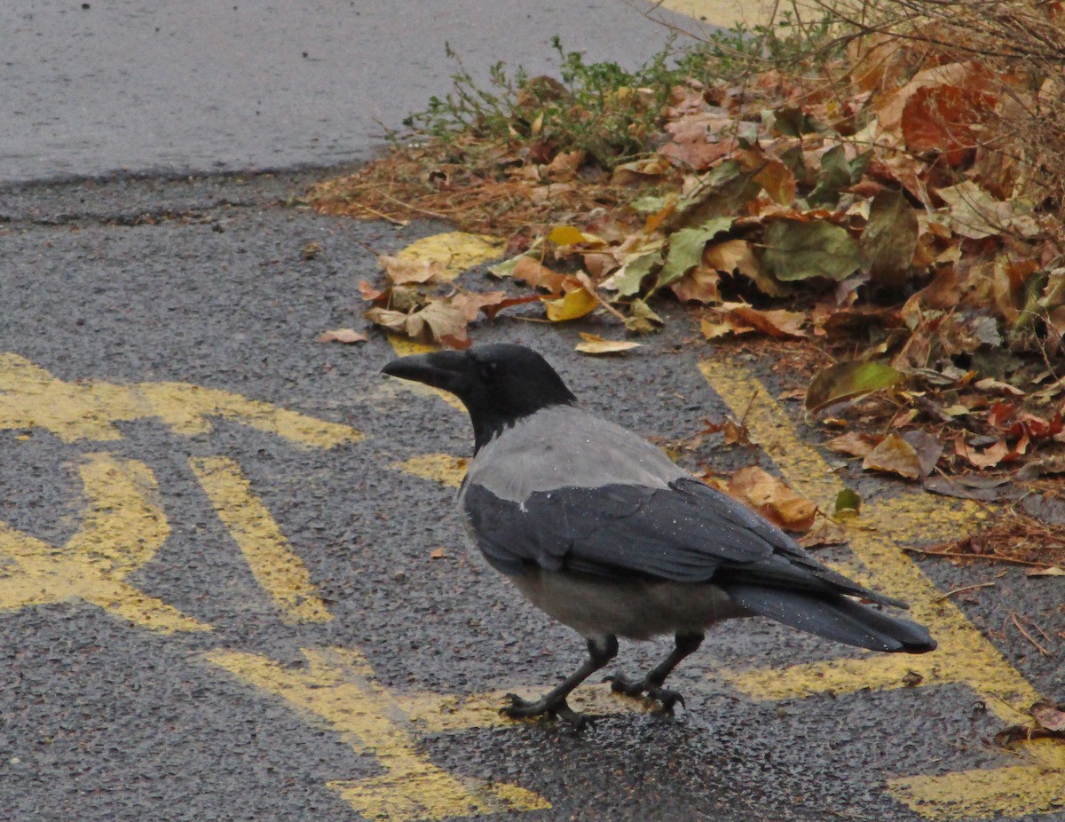 Hooded Crow - ML385438941