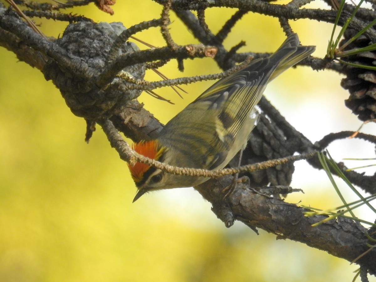 Golden-crowned Kinglet - ML38543921