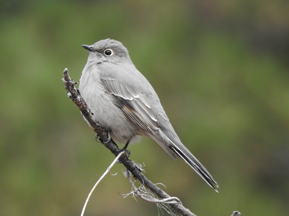 Townsend's Solitaire - ML385439211