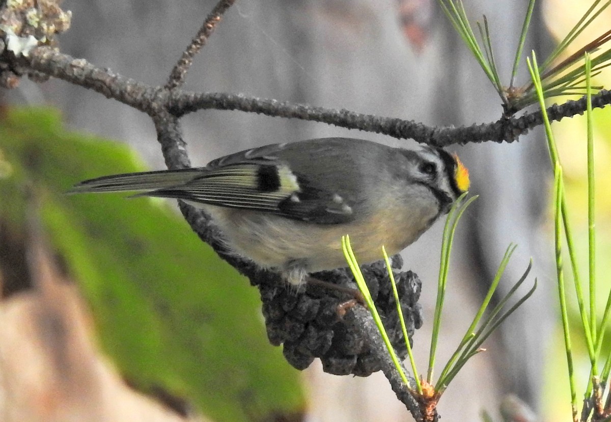 Golden-crowned Kinglet - ML38543961