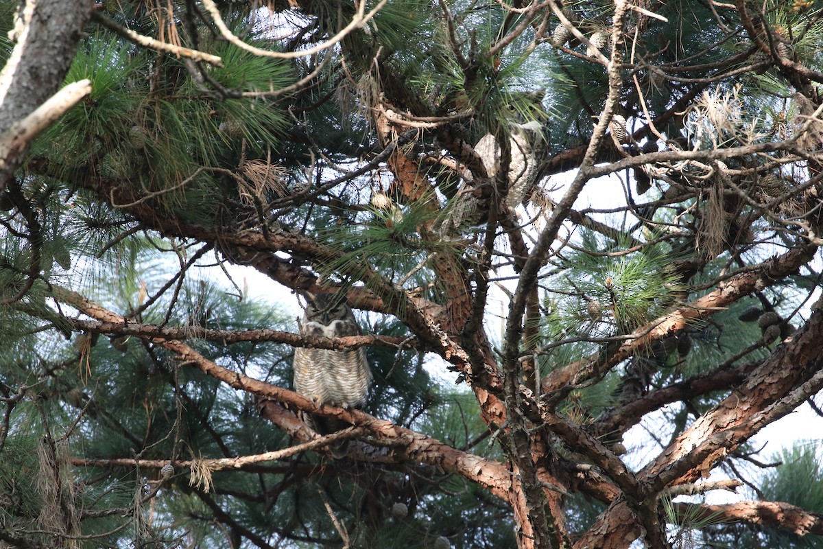 Great Horned Owl - ML385440861