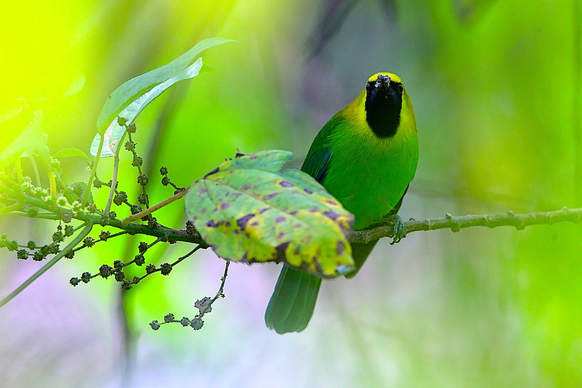 Blue-winged Leafbird - VINODKUMAR SARANATHAN