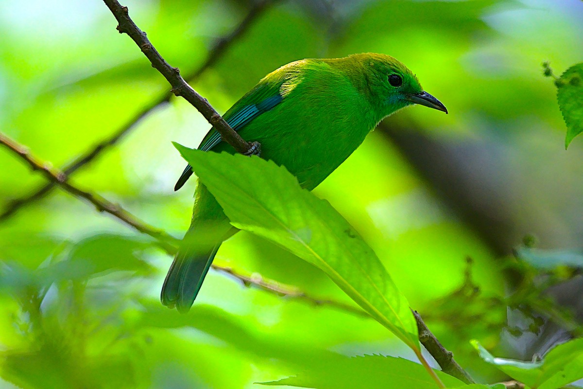 Blue-winged Leafbird - VINODKUMAR SARANATHAN