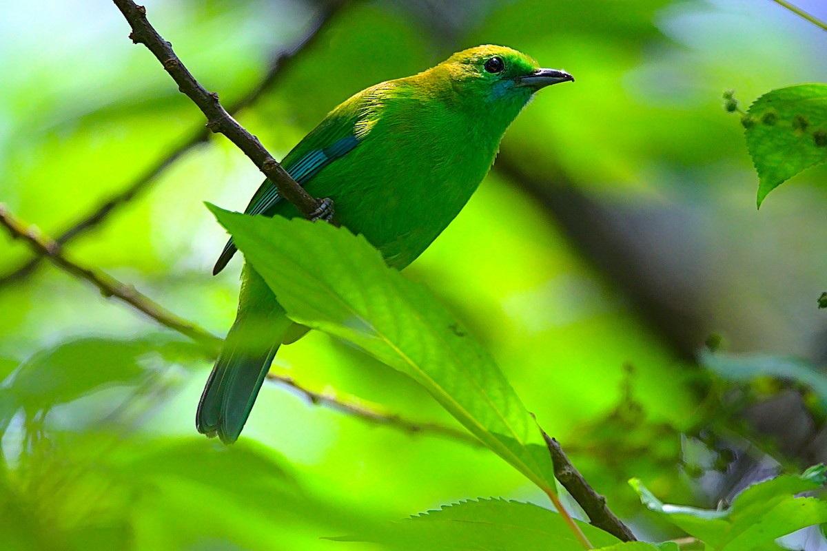 Blue-winged Leafbird - VINODKUMAR SARANATHAN