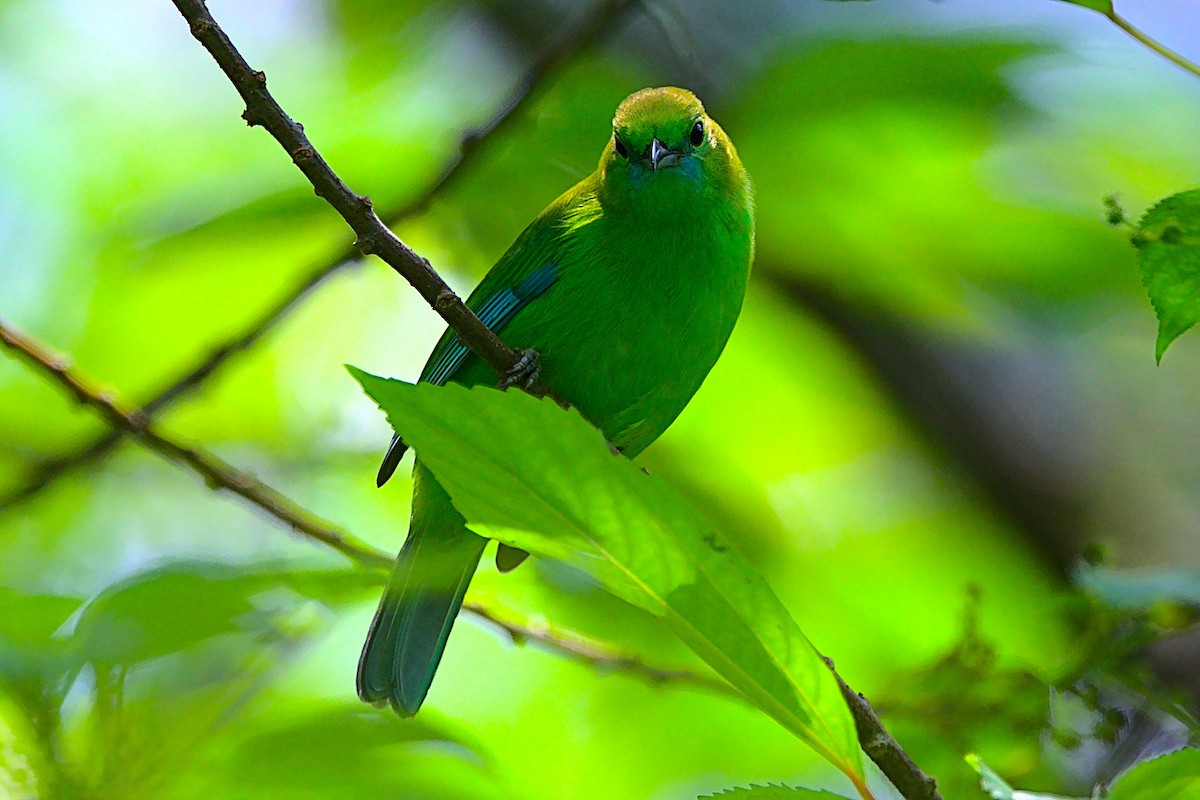 Blue-winged Leafbird - VINODKUMAR SARANATHAN