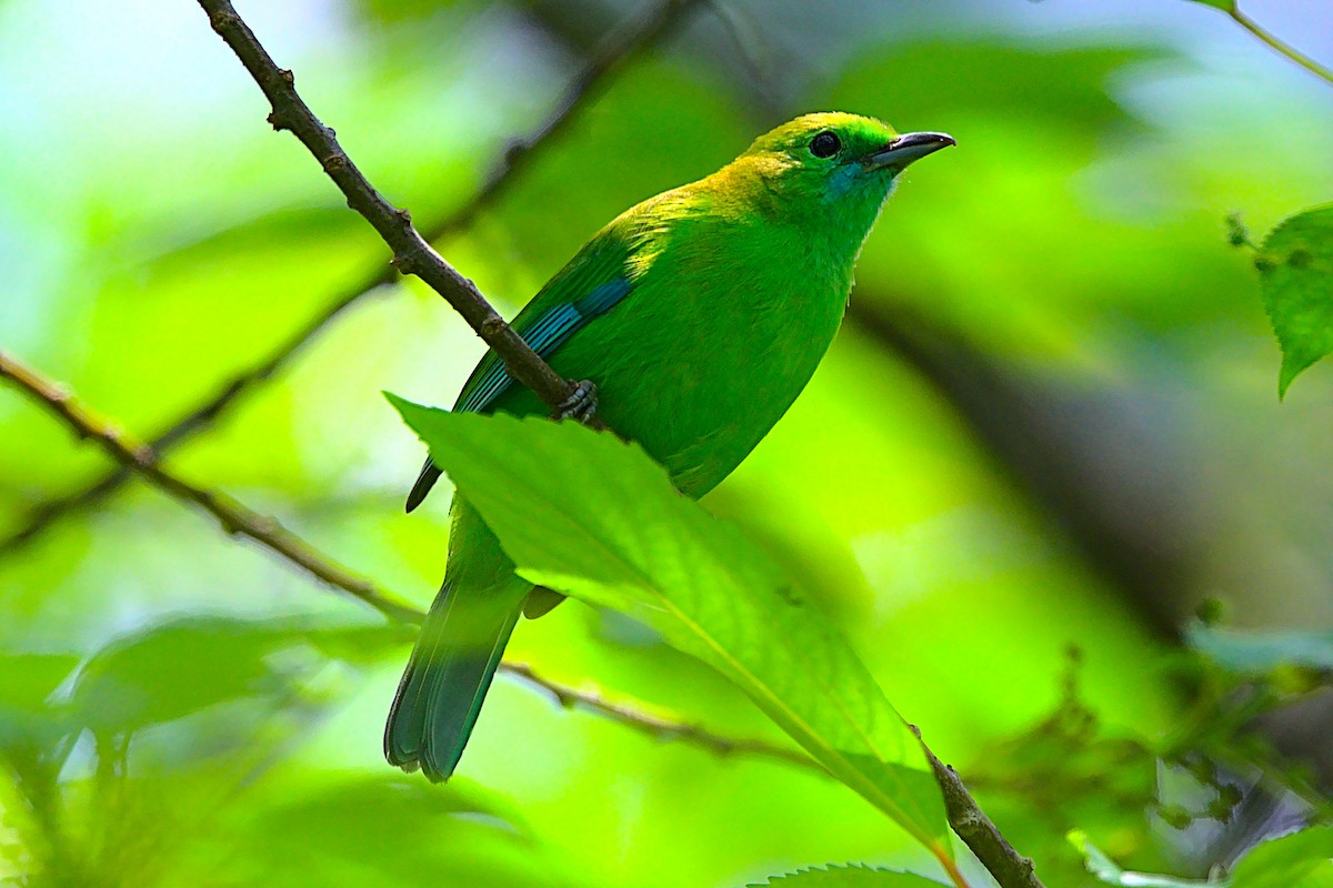 Blue-winged Leafbird - VINODKUMAR SARANATHAN