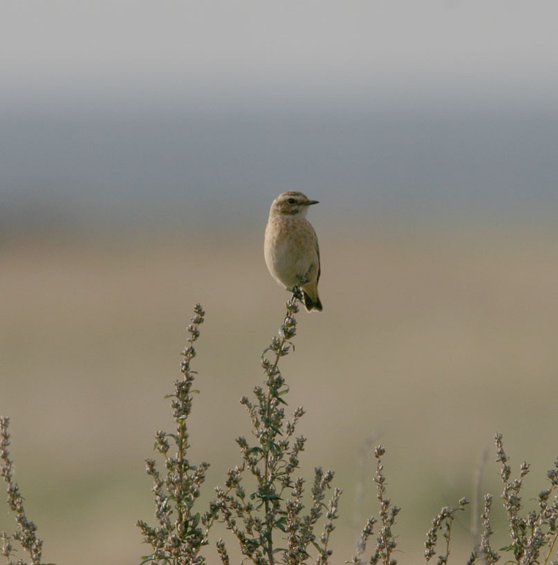 Whinchat - ML385441641