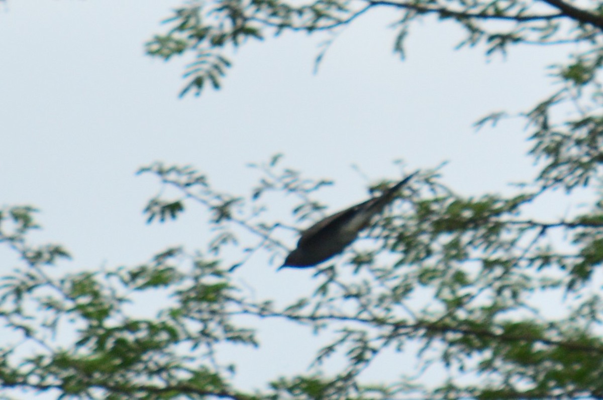 Gray-bellied Cuckoo - ML385444311
